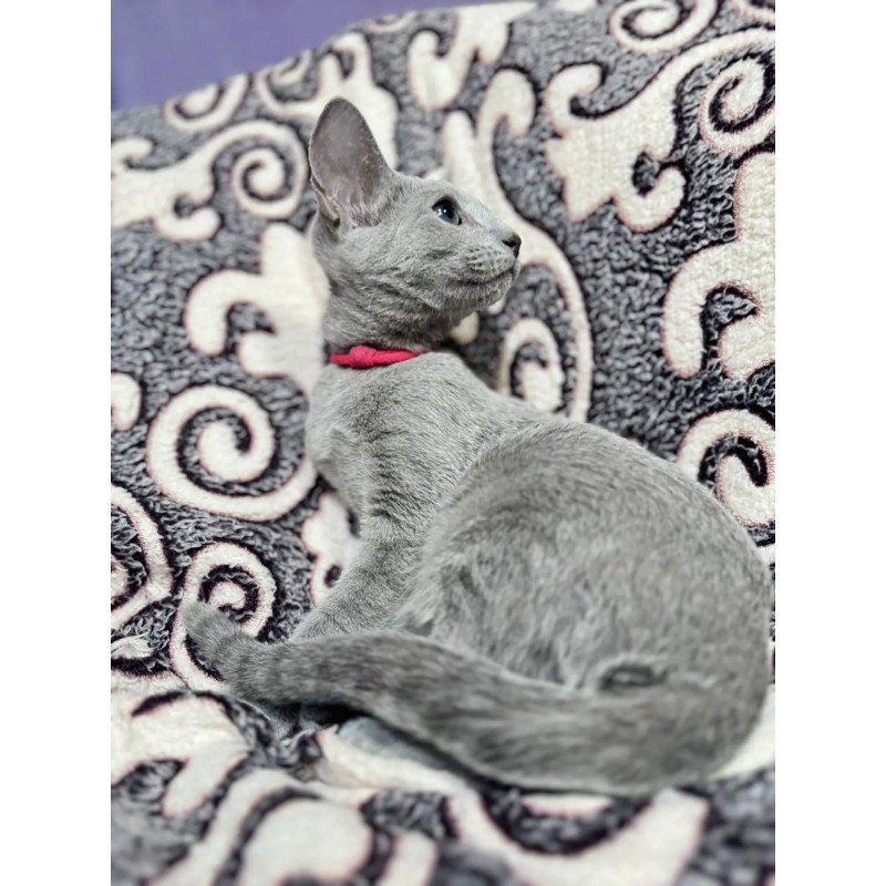 Russian Blue A Jojo