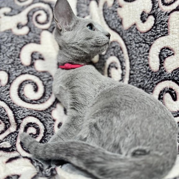 Russian Blue A Jojo