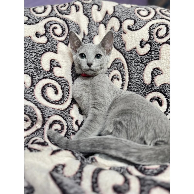 Russian Blue A Jojo