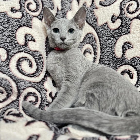 Russian Blue A Jojo