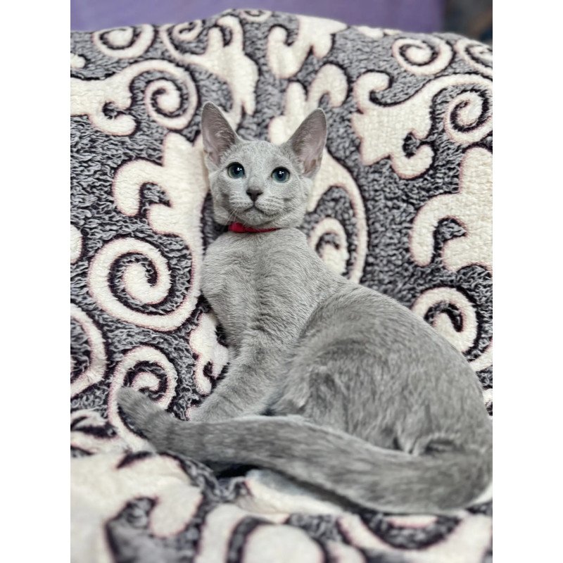 Russian Blue A Jojo