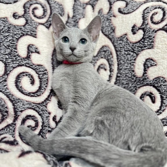 Russian Blue A Jojo