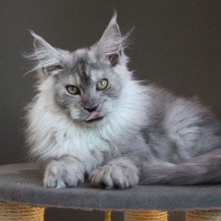 Maine Coon A Winter Smoge