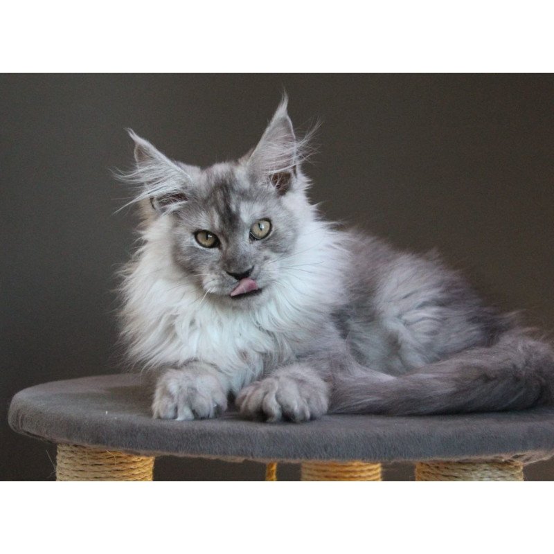 Maine Coon A Winter Smoge