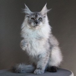 Maine Coon A Winter Smoge