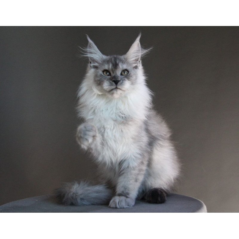 Maine Coon A Winter Smoge