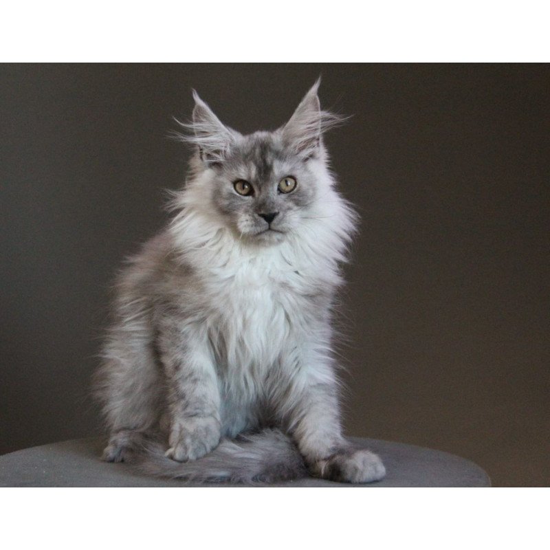 Maine Coon A Winter Smoge