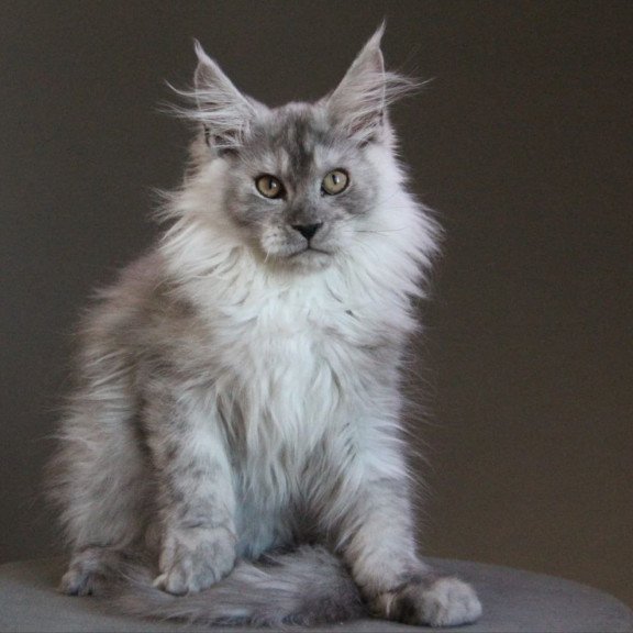 Maine Coon A Winter Smoge