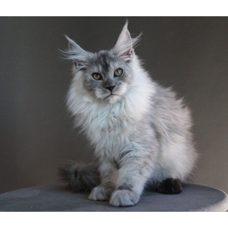 Maine Coon A Winter Smoge