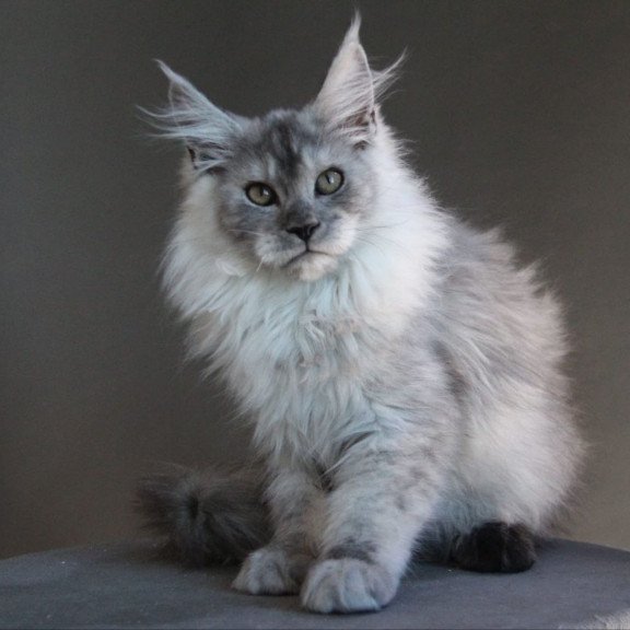 Maine Coon A Winter Smoge