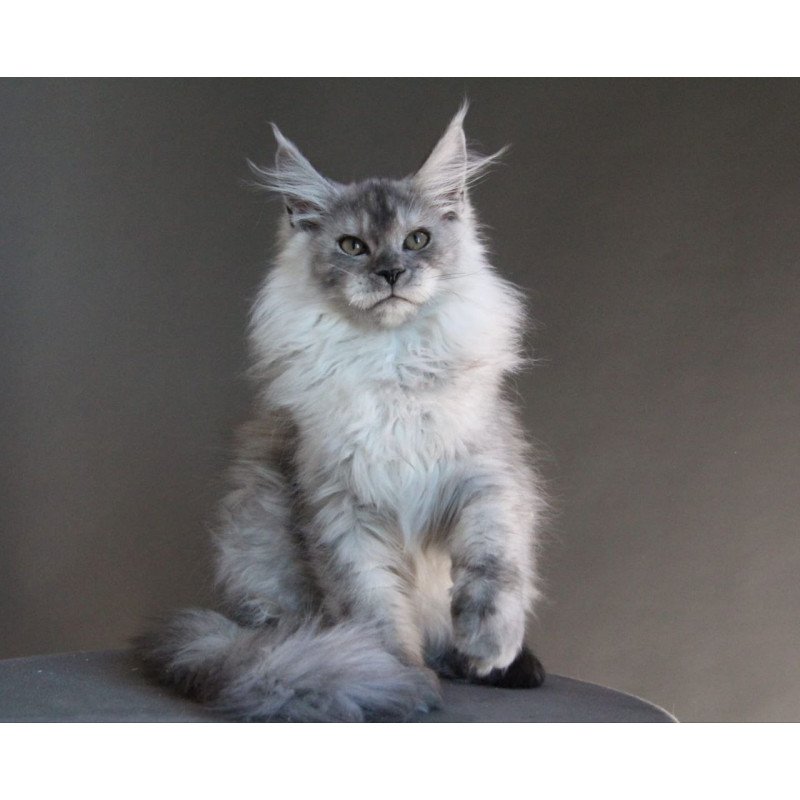 Maine Coon A Winter Smoge