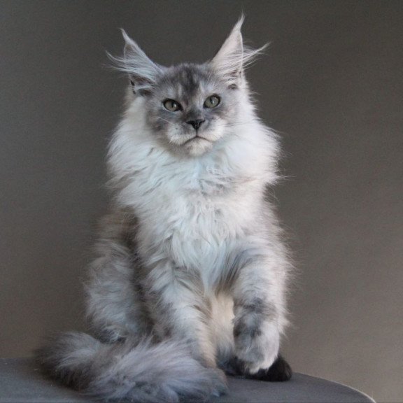 Maine Coon A Winter Smoge