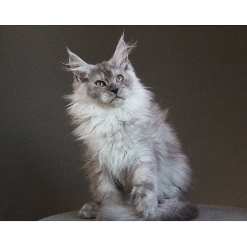 Maine Coon A Winter Smoge
