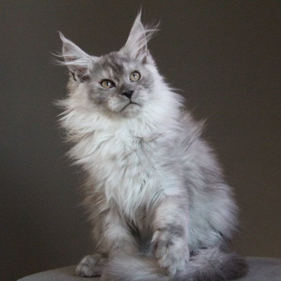 Maine Coon A Winter Smoge