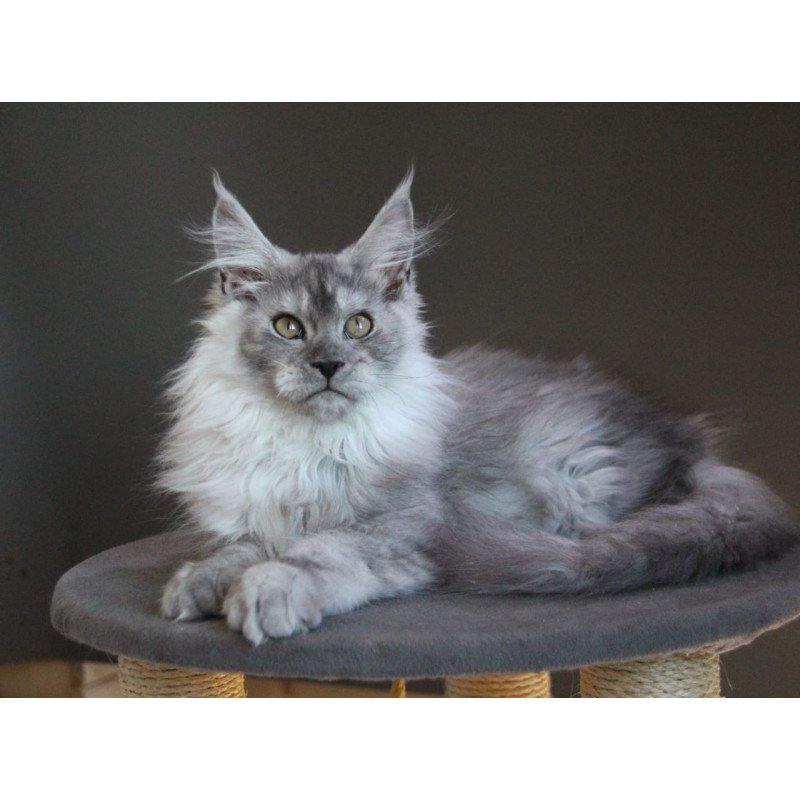 Maine Coon A Winter Smoge
