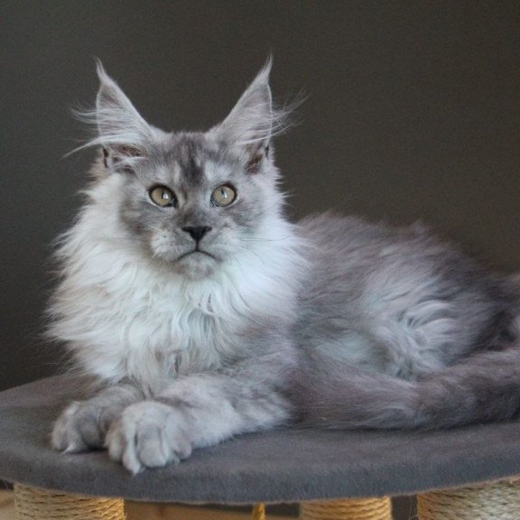 Maine Coon A Winter Smoge