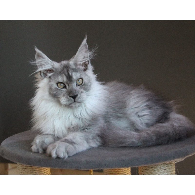 Maine Coon A Winter Smoge