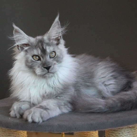 Maine Coon A Winter Smoge