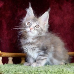 Maine Coon EZ Oliviya