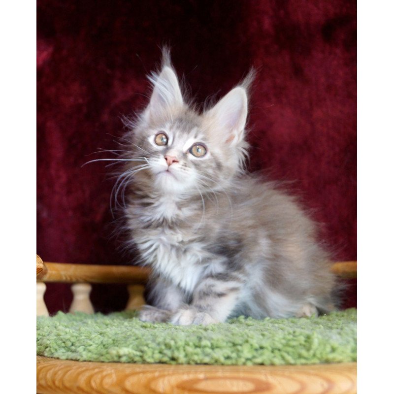 Maine Coon EZ Oliviya
