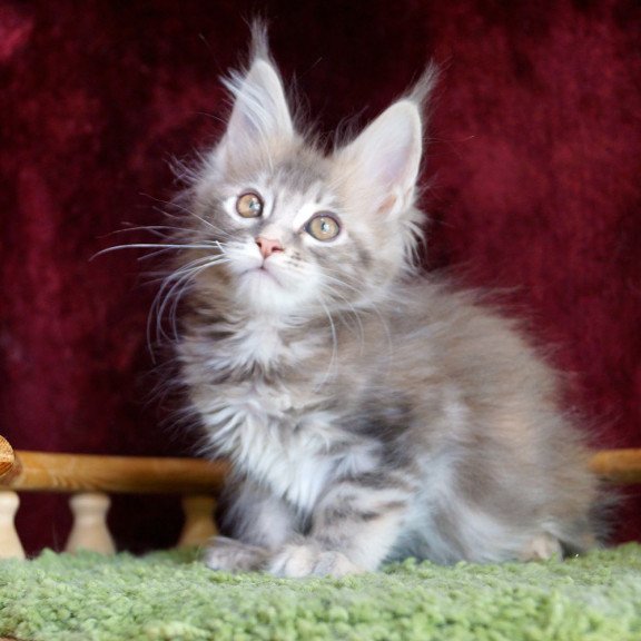 Maine Coon EZ Oliviya