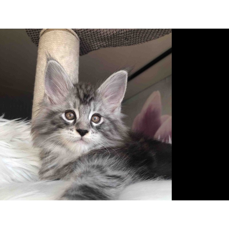 Maine Coon EZ Whisper
