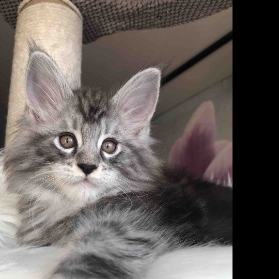 Maine Coon EZ Whisper