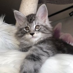 Maine Coon EZ Whisper