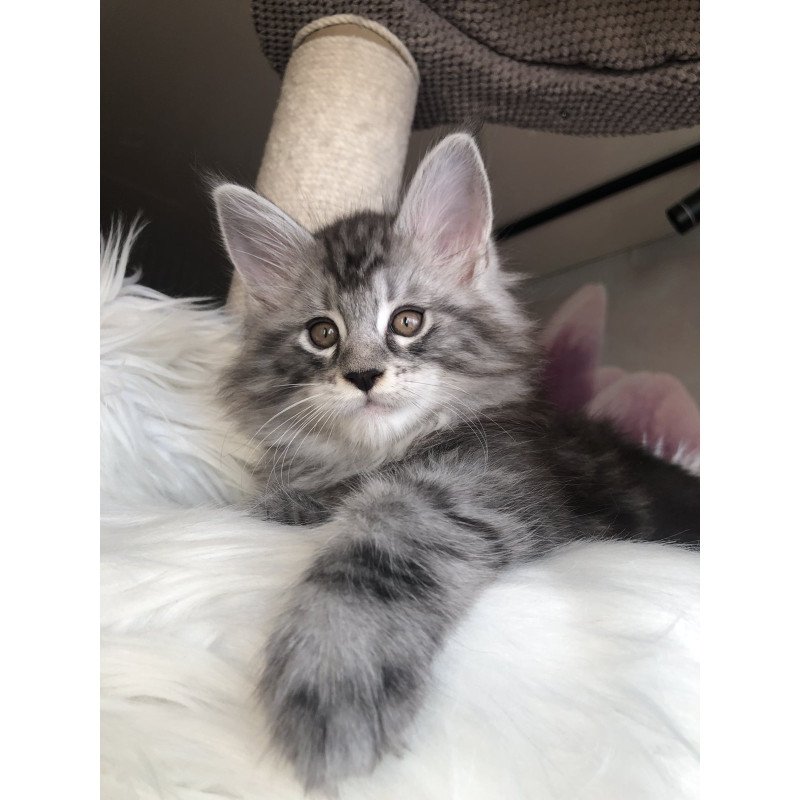 Maine Coon EZ Whisper