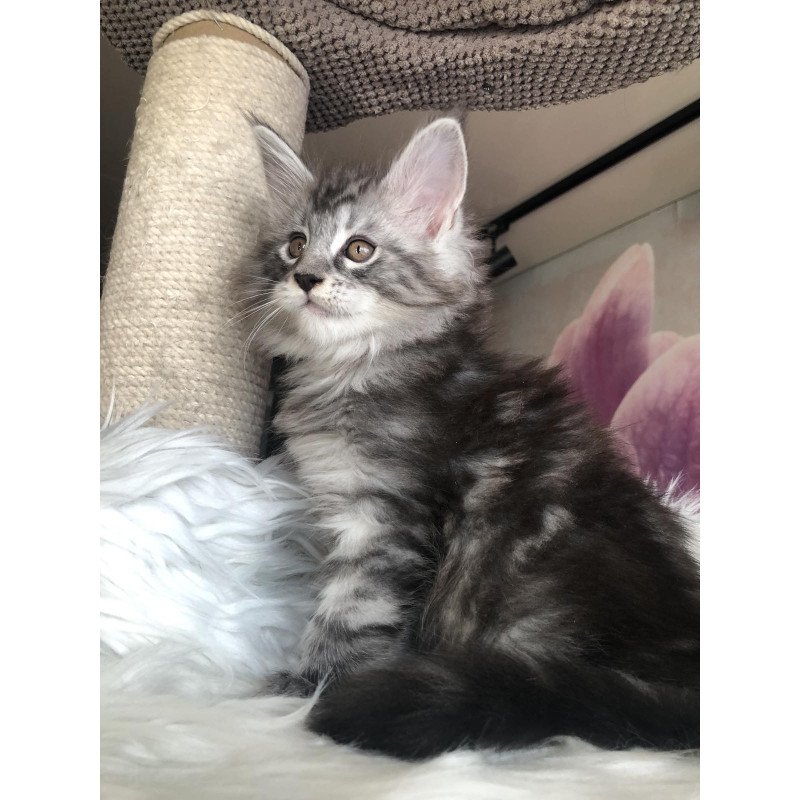 Maine Coon EZ Whisper
