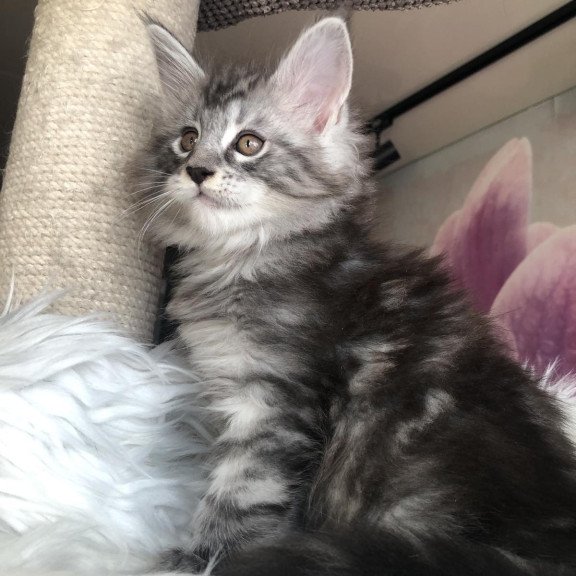 Maine Coon EZ Whisper