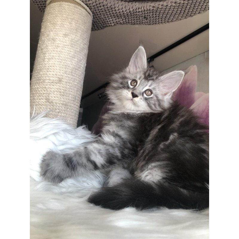 Maine Coon EZ Whisper