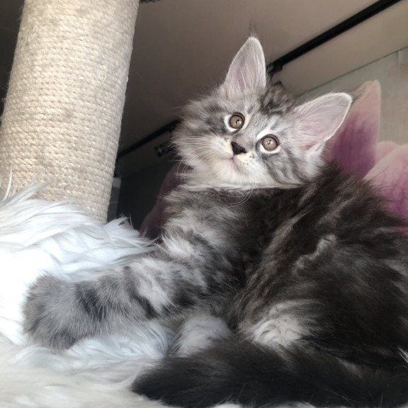 Maine Coon EZ Whisper