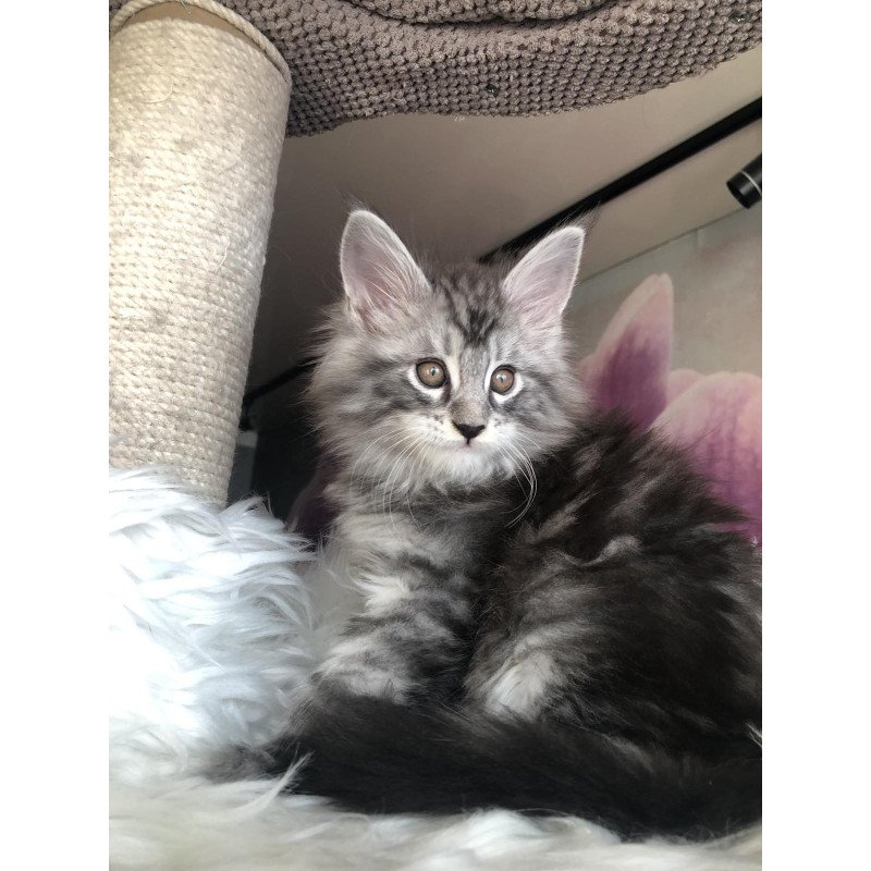 Maine Coon EZ Whisper