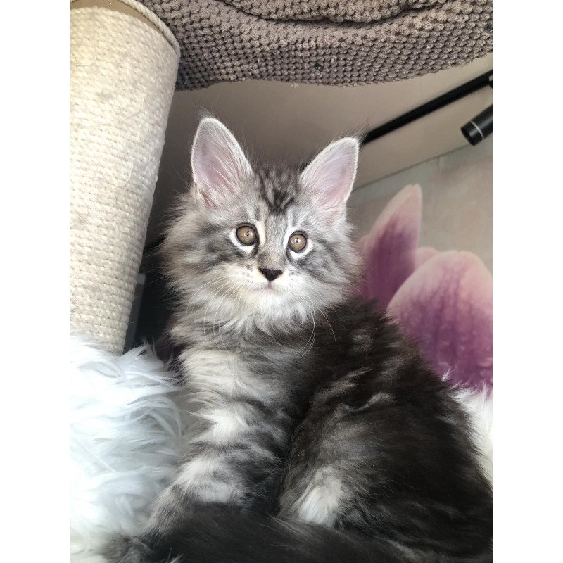 Maine Coon EZ Whisper