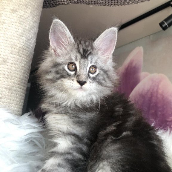 Maine Coon EZ Whisper