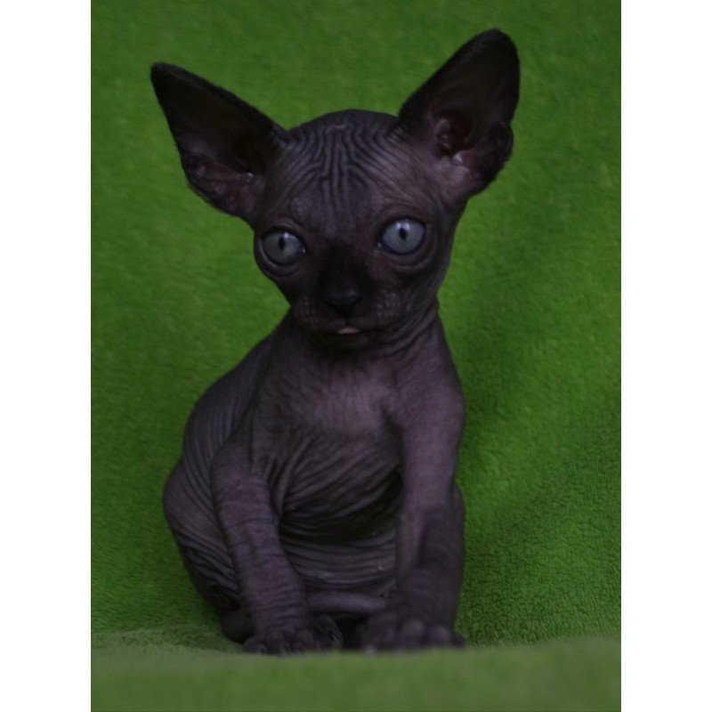 Sphynx EZ Mefisto