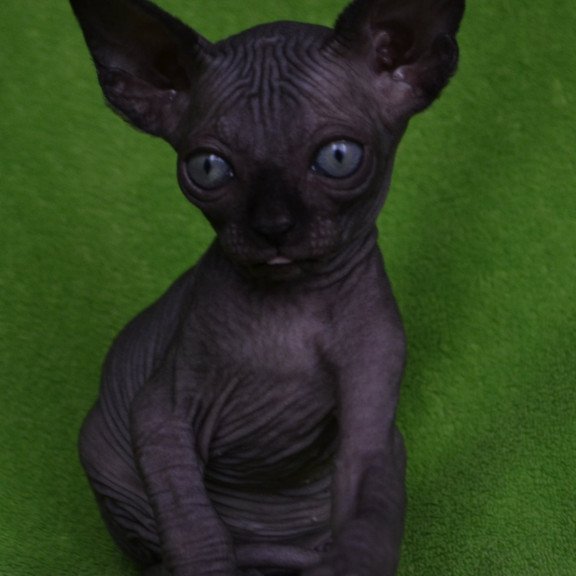 Sphynx EZ Mefisto