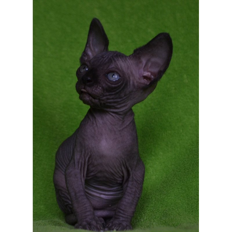 Sphynx EZ Mefisto