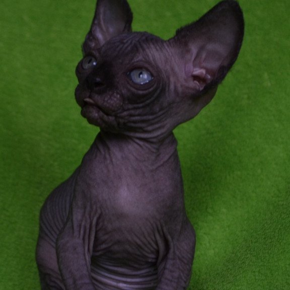 Sphynx EZ Mefisto