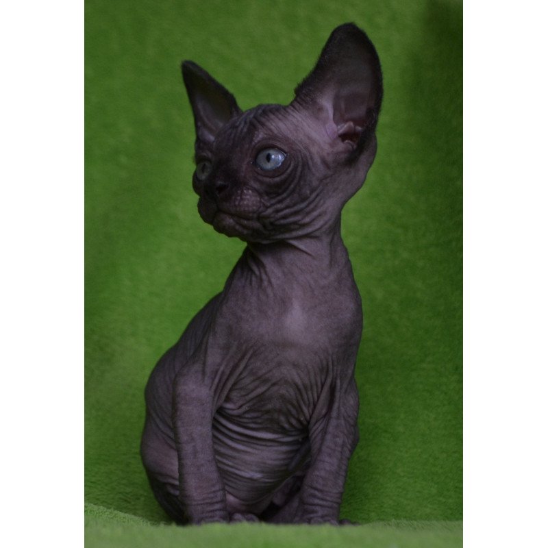 Sphynx EZ Mefisto