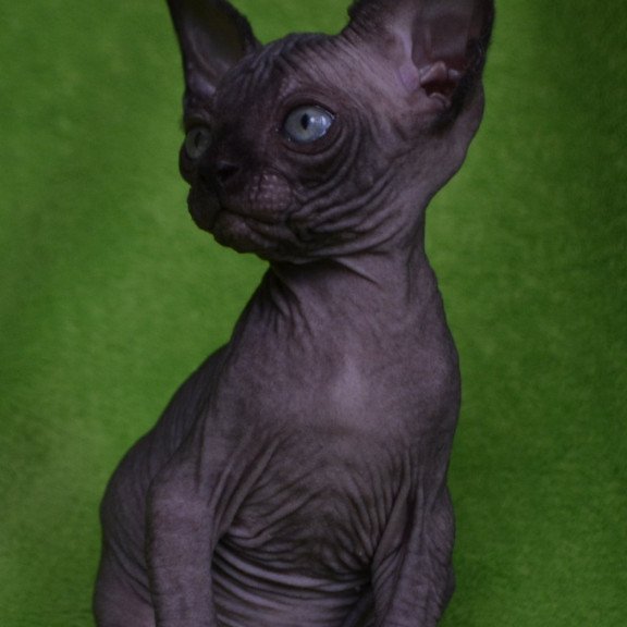 Sphynx EZ Mefisto