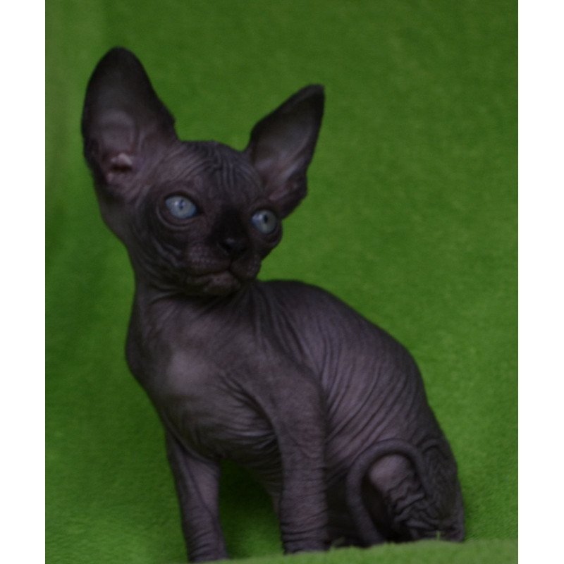 Sphynx EZ Mefisto