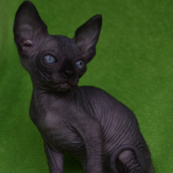 Sphynx EZ Mefisto