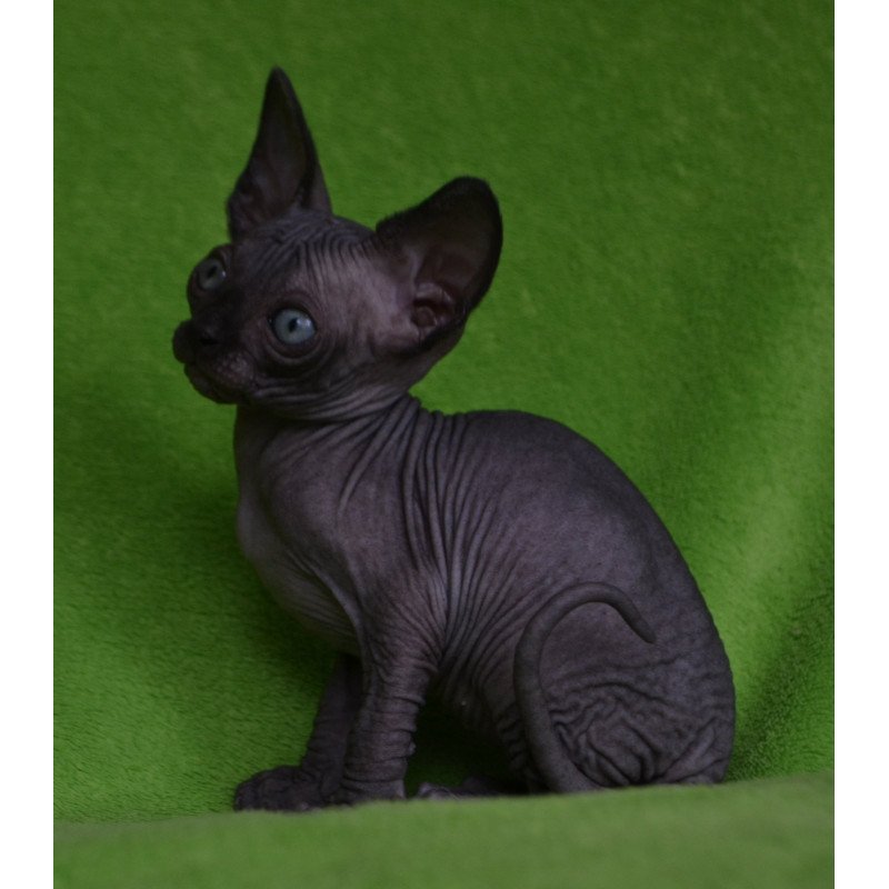 Sphynx EZ Mefisto