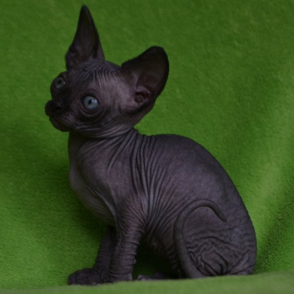Sphynx EZ Mefisto