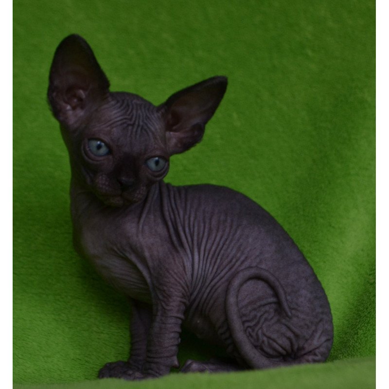 Sphynx EZ Mefisto
