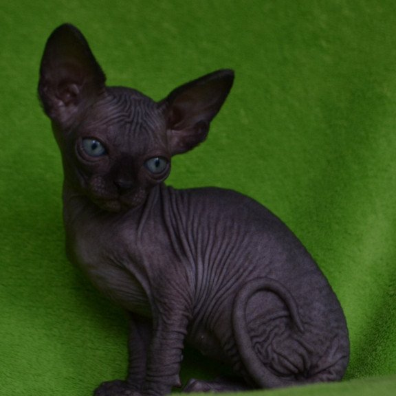 Sphynx EZ Mefisto