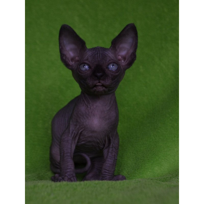 Sphynx EZ Mefisto