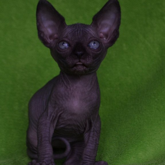 Sphynx EZ Mefisto